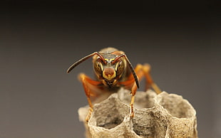 closeup photography of brown wasp
